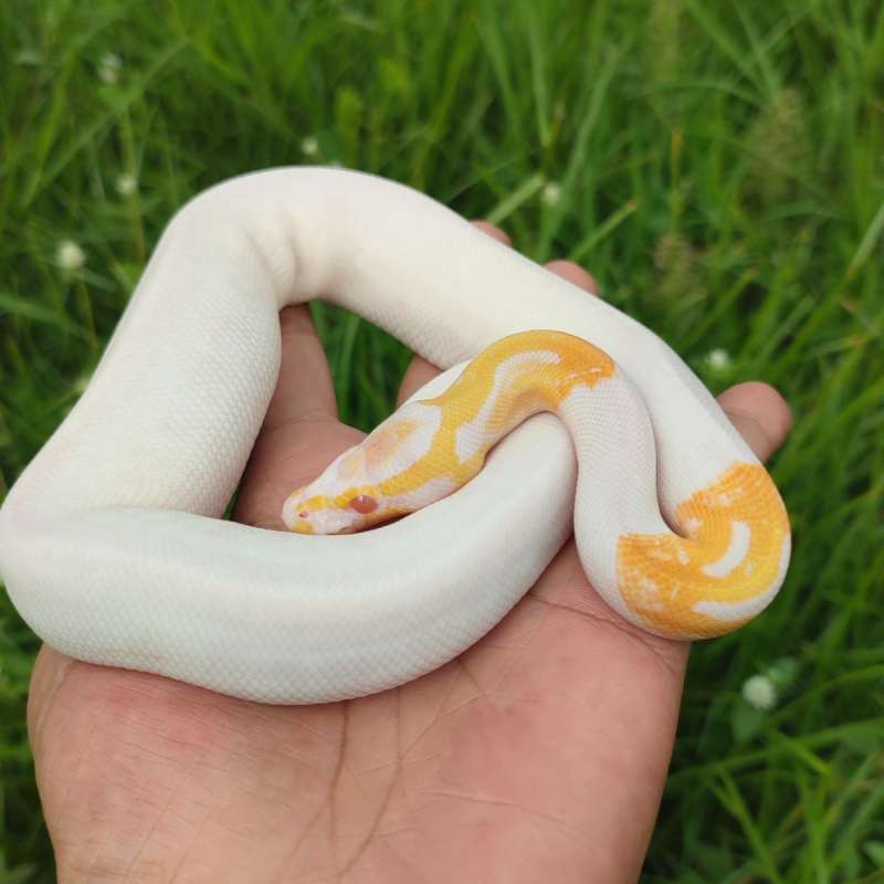 Albino Pied Hi White