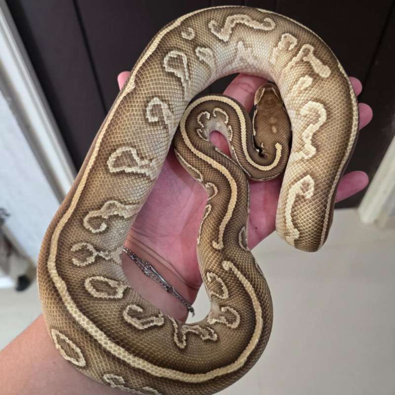 Hurricane Leopard Lesser