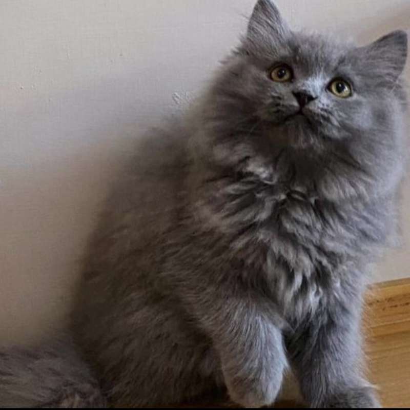 Kucing kitten British longhair Jantan Super premium