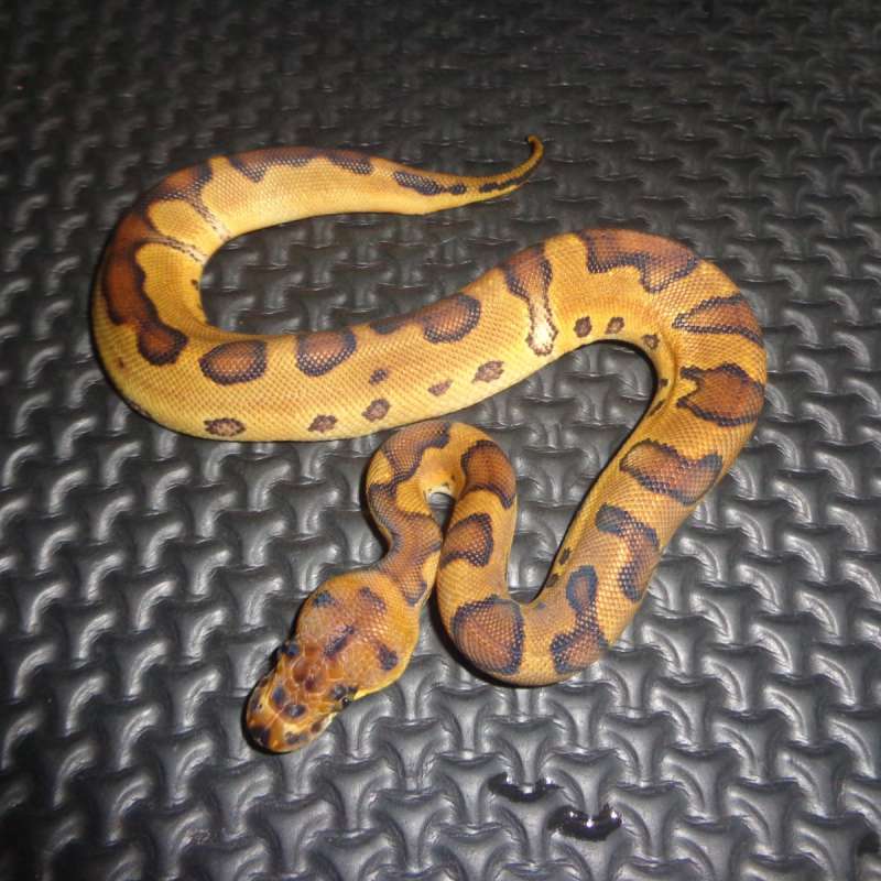 Enchi Clown ph lavender