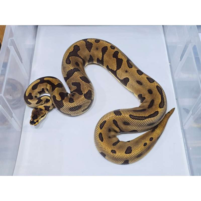 Leopard Enchi Confusion het Clown Proven (Tinggal Kawin)