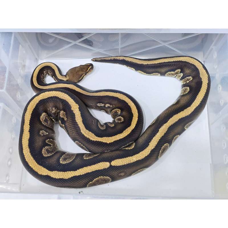 Stranger het Clown PROVEN (Visual Stripe RAREEE) KONTES SINGLE GENE MASUKKK