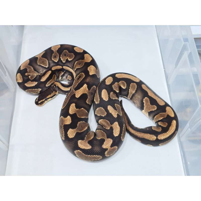 Wookie YB het Clown PROVEN