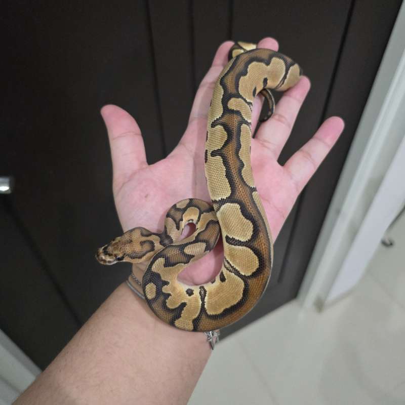 Clown poss Redstripe