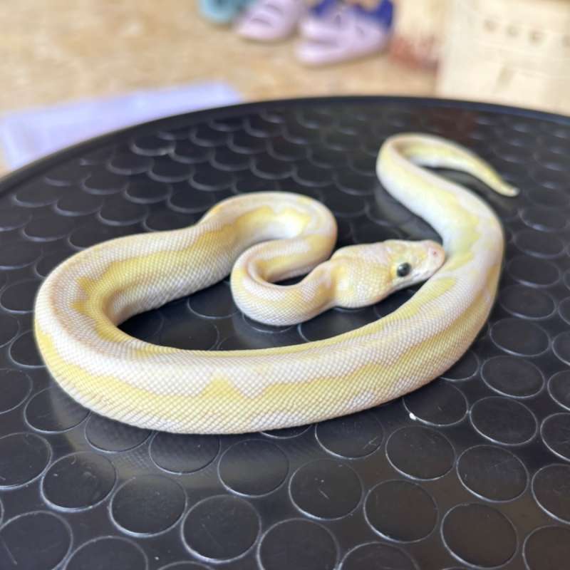 Lesser Pastel Clown
