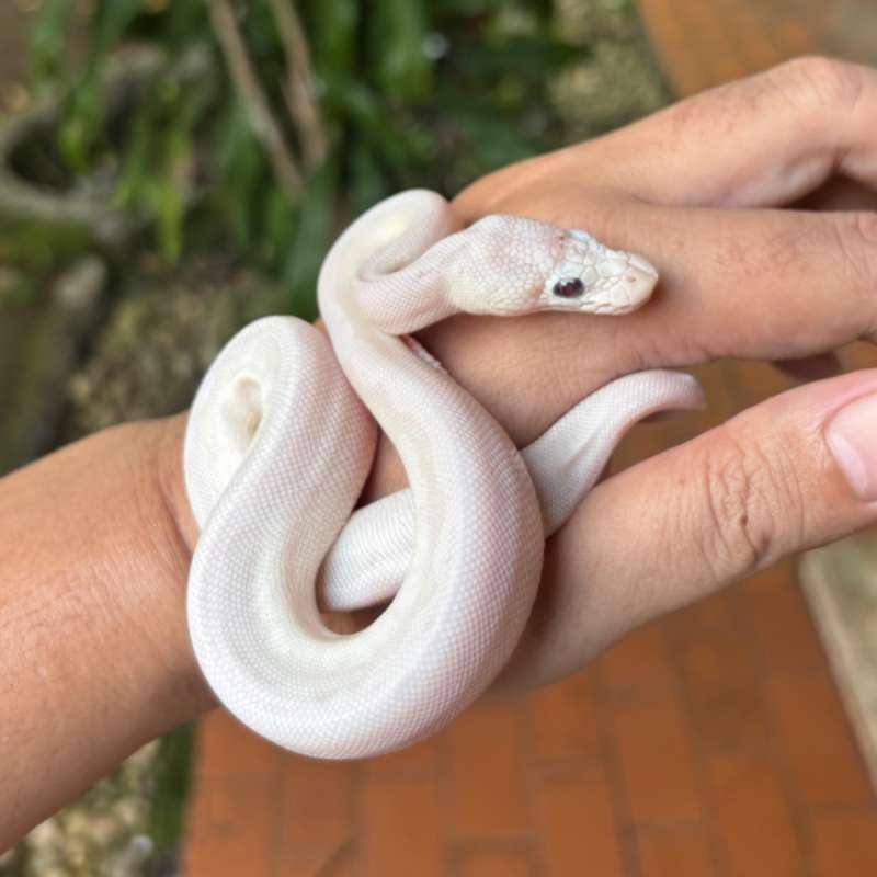 Lucy Clown Poss Pastel Female
