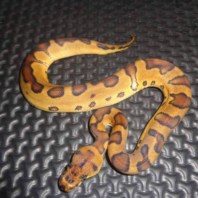 Enchi Clown ph lavender