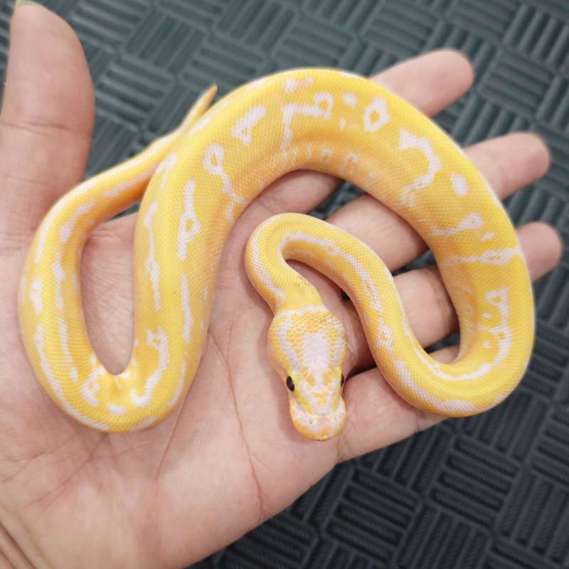 M Banana Fire Pins Leo YB/Spec