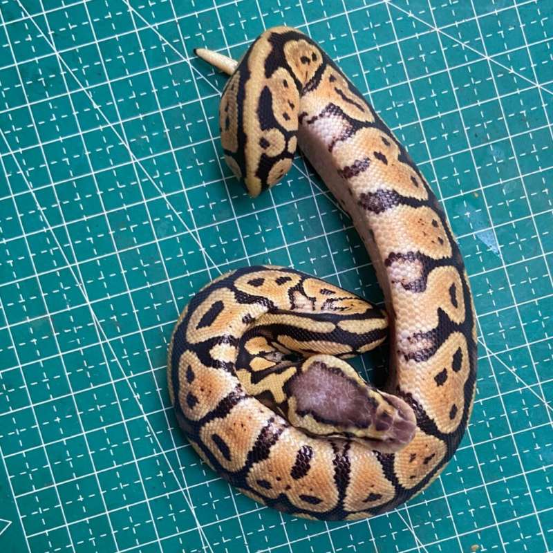 Pastel Poss Spotnose PH Clown