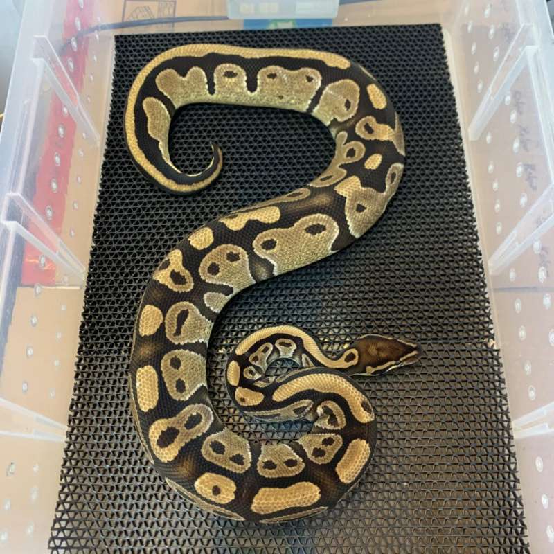 F PROVEN normal het pied 100%