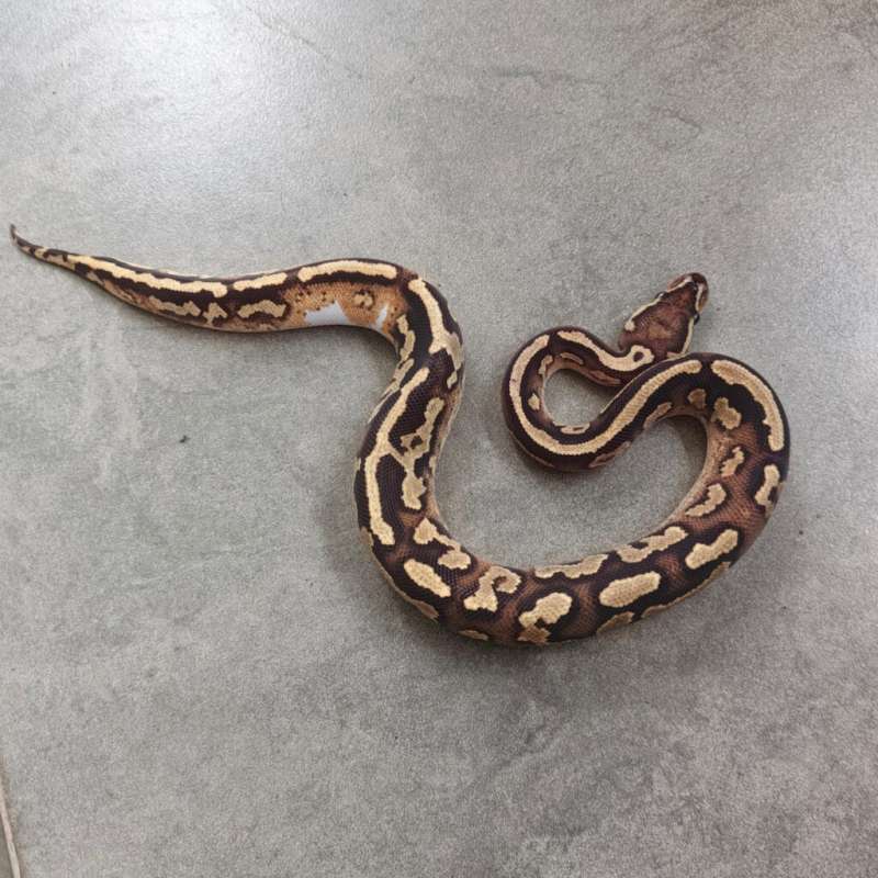 (F) Fire Yellow Belly 66% ph Clown