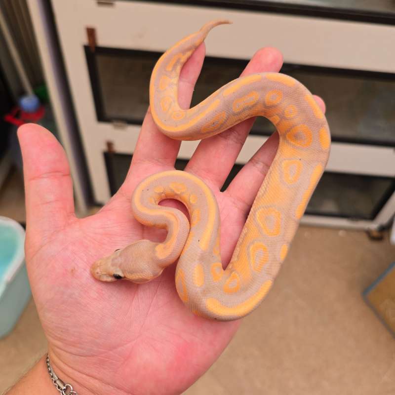 Banana Black Pastel