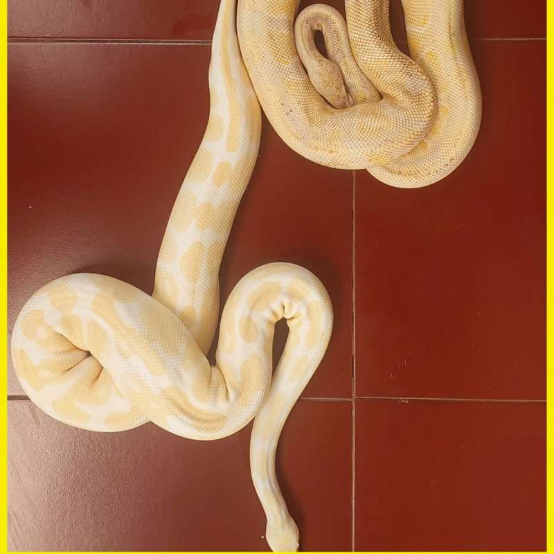 Pair BP Lavender M & Albino F