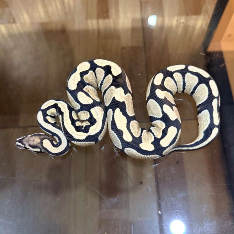 Desert ghost poss het clown