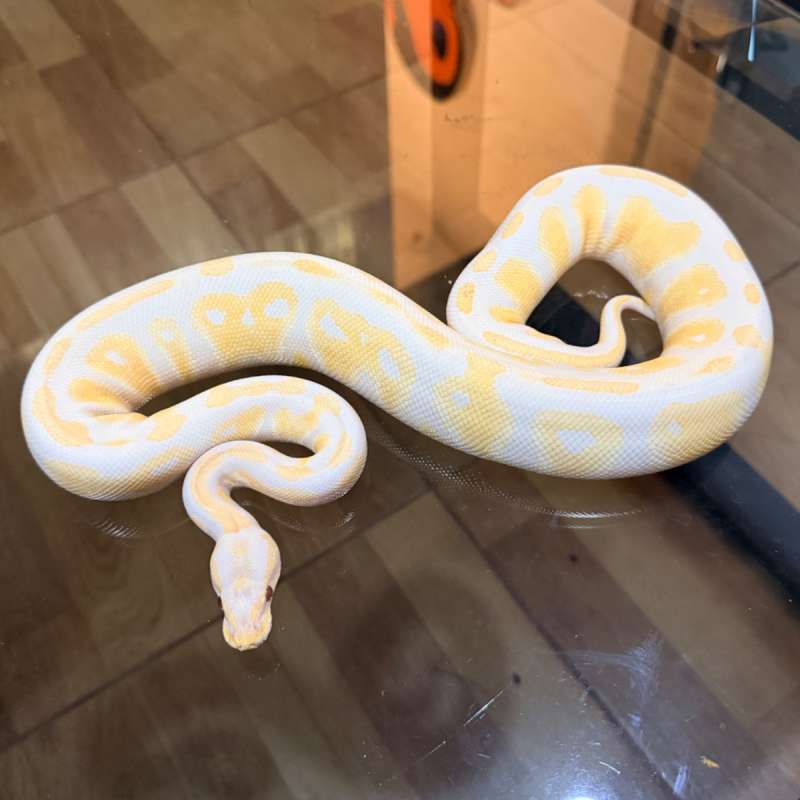 Blackhead lavender het clown