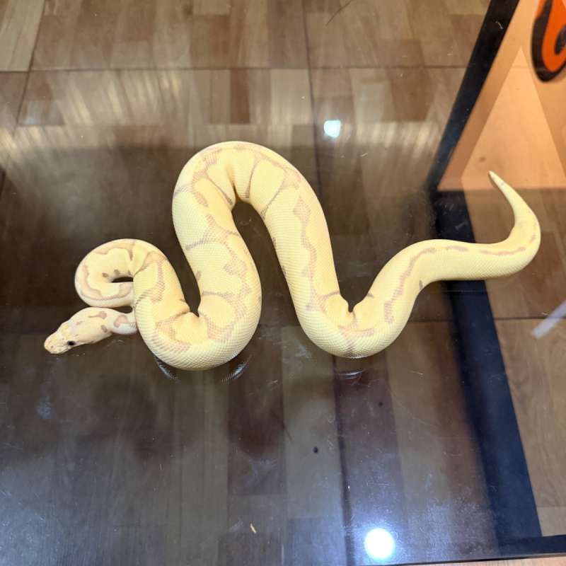 Banana pastel enchi clown possible confusion