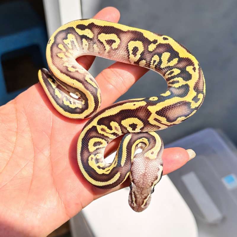 Leopard mojave pastel poss yb ph clown