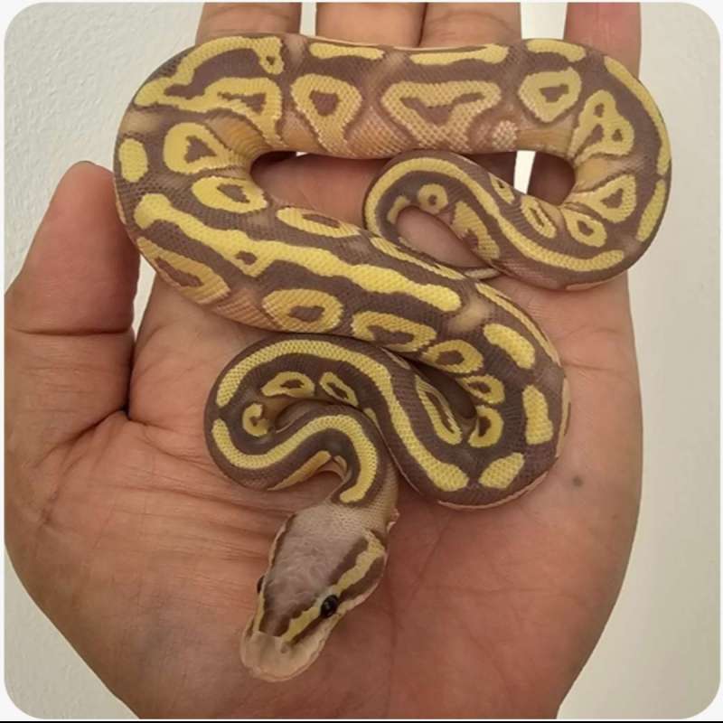 ballpython mojave banana poss het hypo