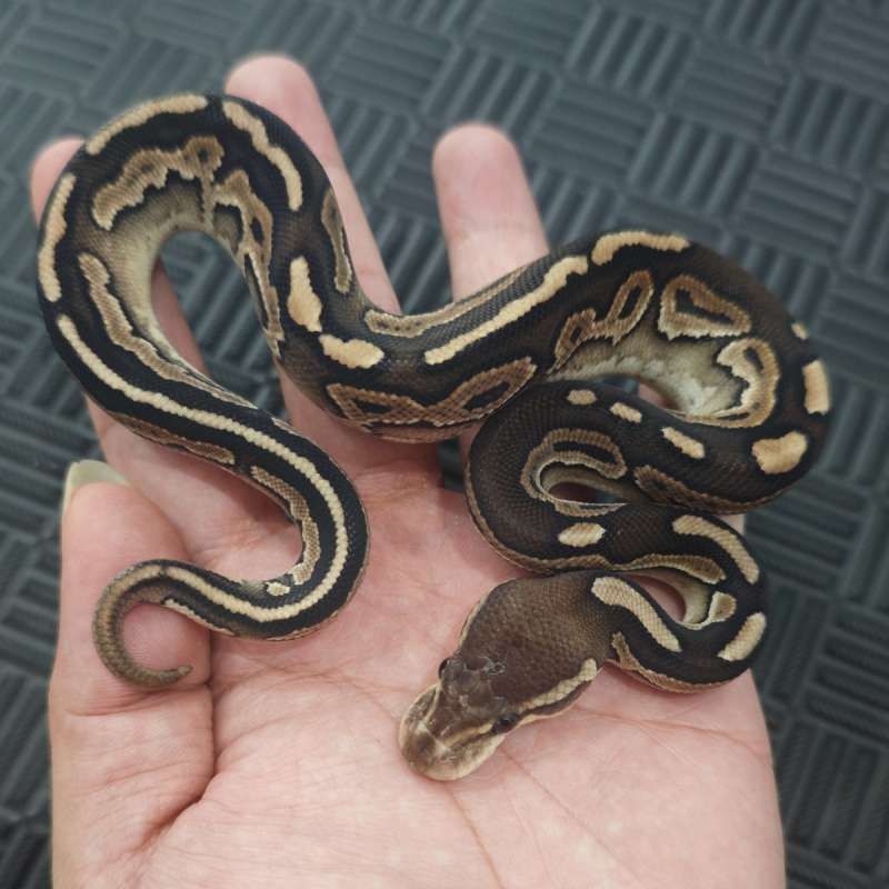 M Cinny Russo Het Pied pos OD