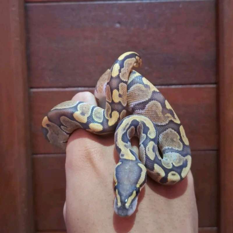 Hypo Cypress Enchi Ghi