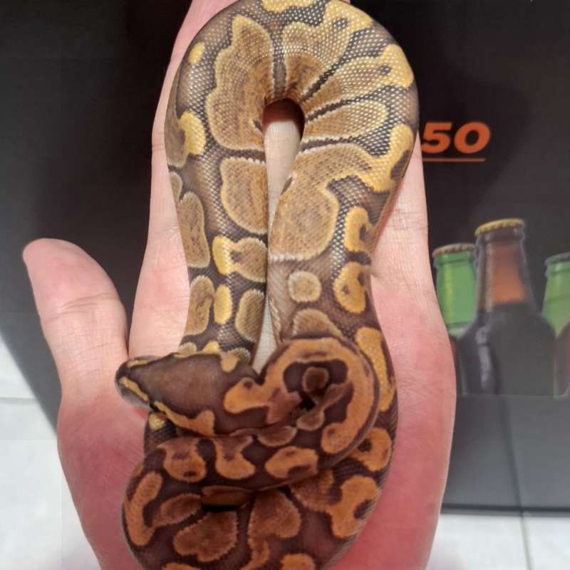 Hypo Cypress Enchi GHI