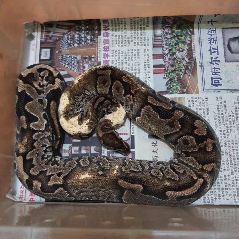 CHAMPAGNE ENCHI PROOVEN (CHIMERA) KW KONTES