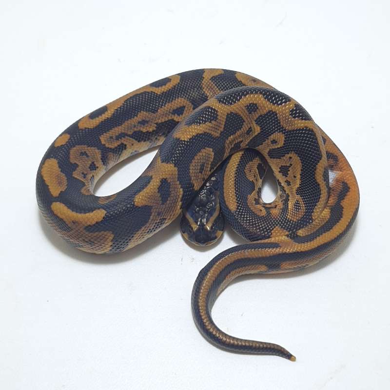 LEOPARD DOUBLE HET AXANTHIC PIED (TSK)