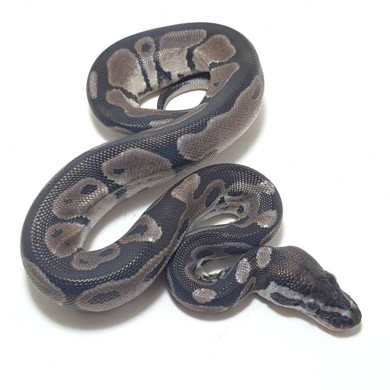 AXANTHIC POSSHET PIED (TSK)