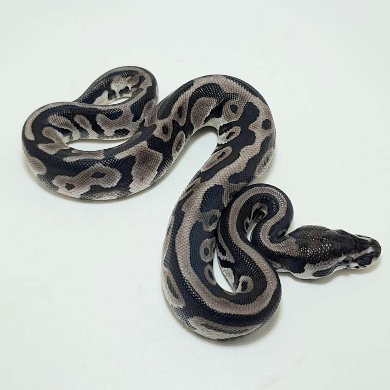 AXANTHIC POSS HET PIED (TSK)