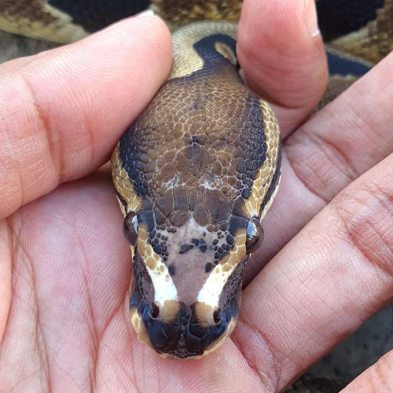 SCALELESS HEAD HET PIED