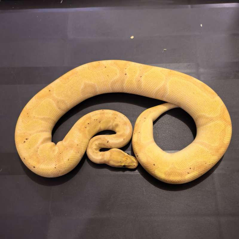 Banana Enchi Het Clown ( Adult )