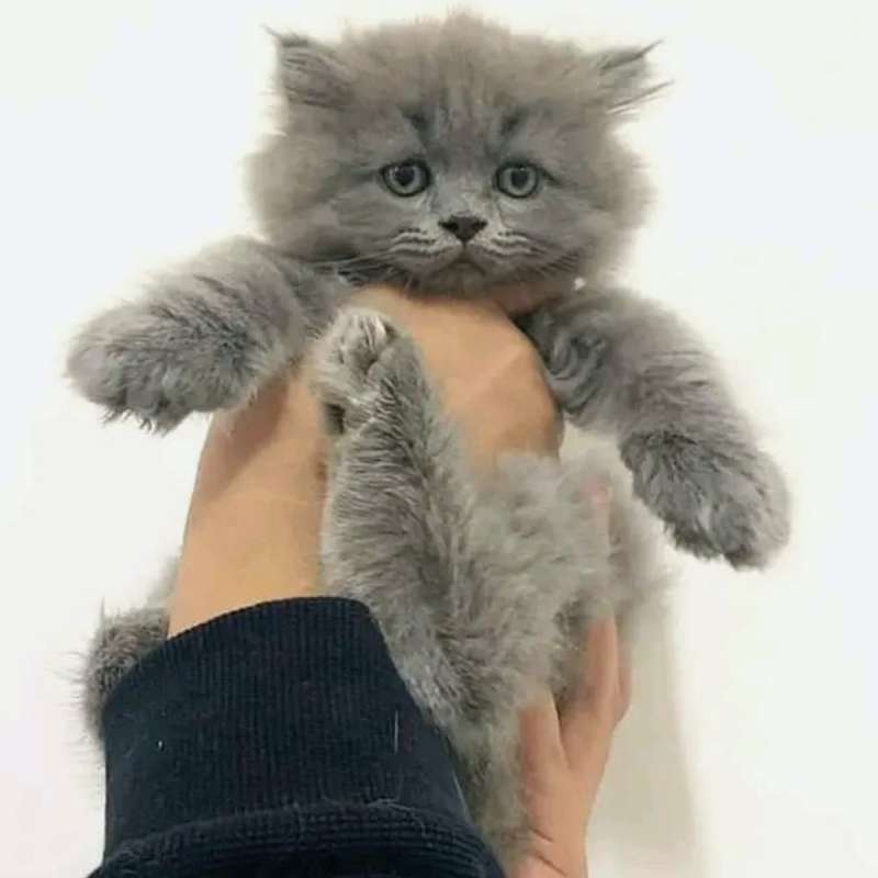 Kucing kitten British longhair Abusolid Lucu