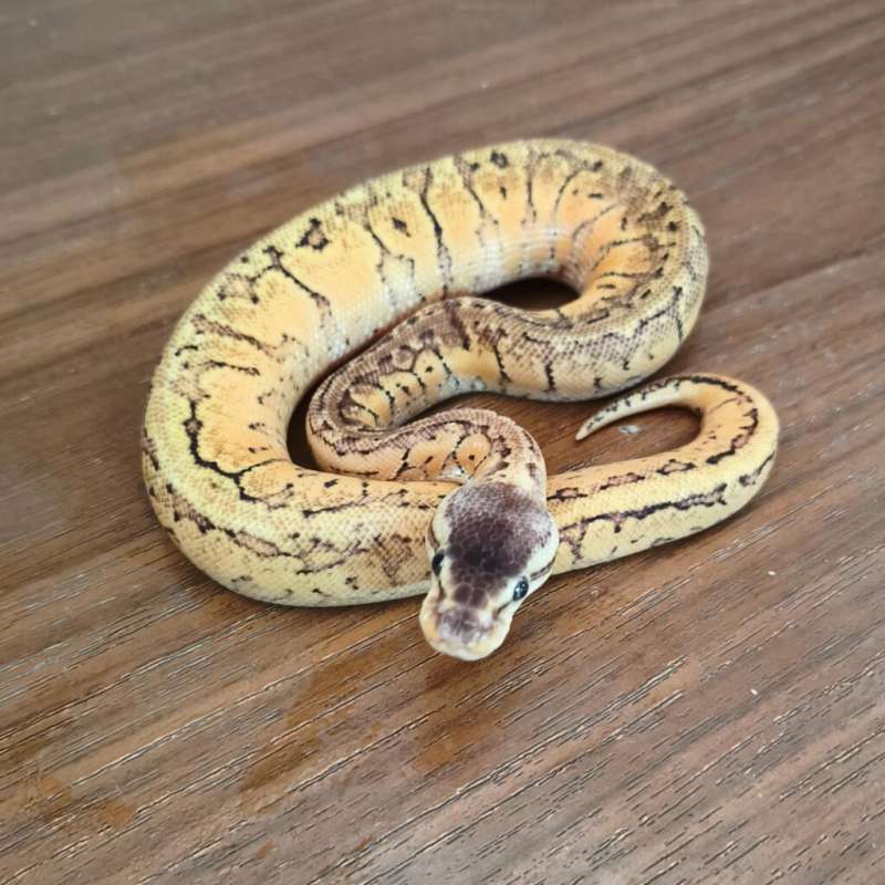 Lemon Blast (Pastel Pinstripes)