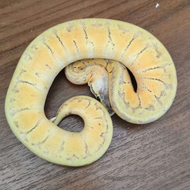 Killerblast (Super Pastel Pinstripes)