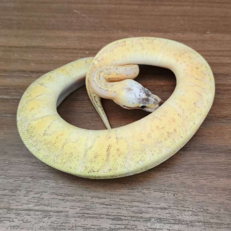 Killerblast (Super Pastel Pinstripes)