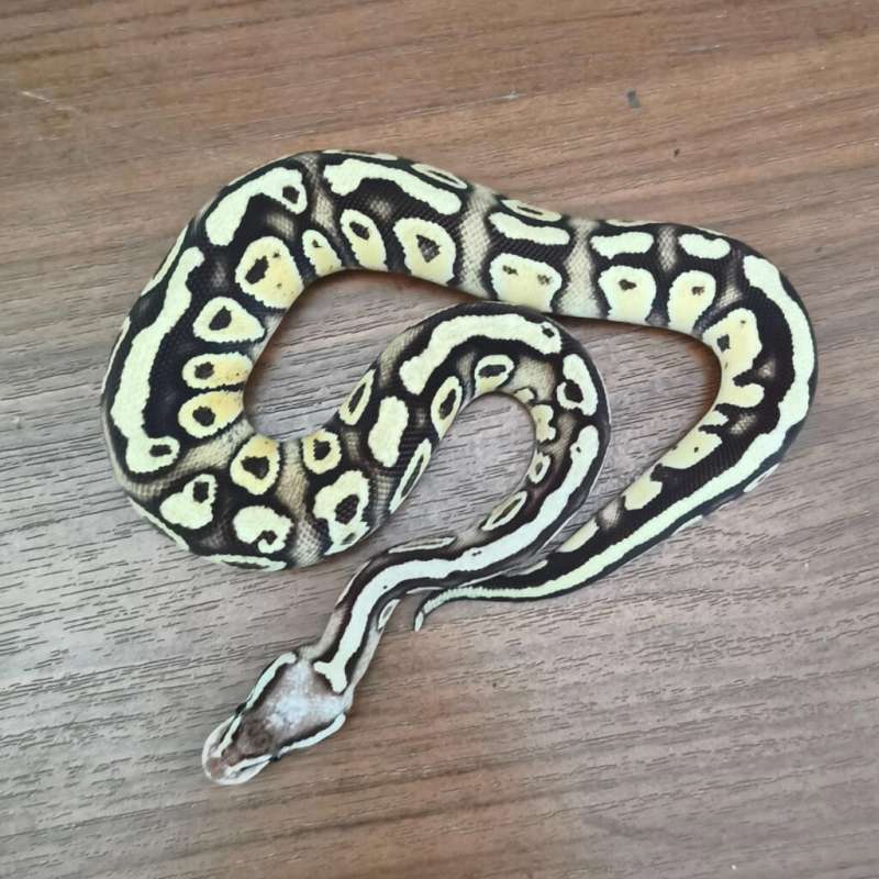 Pastel Mojave Yellow Belly Enchi