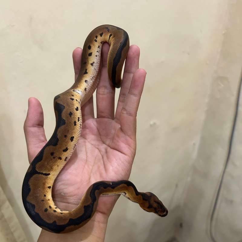Ball python clown het lavender (bahan grail)