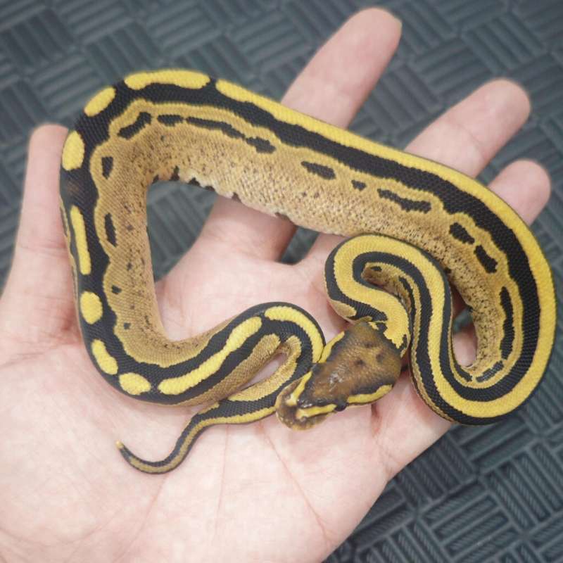 M Fire Tristripe pos YB