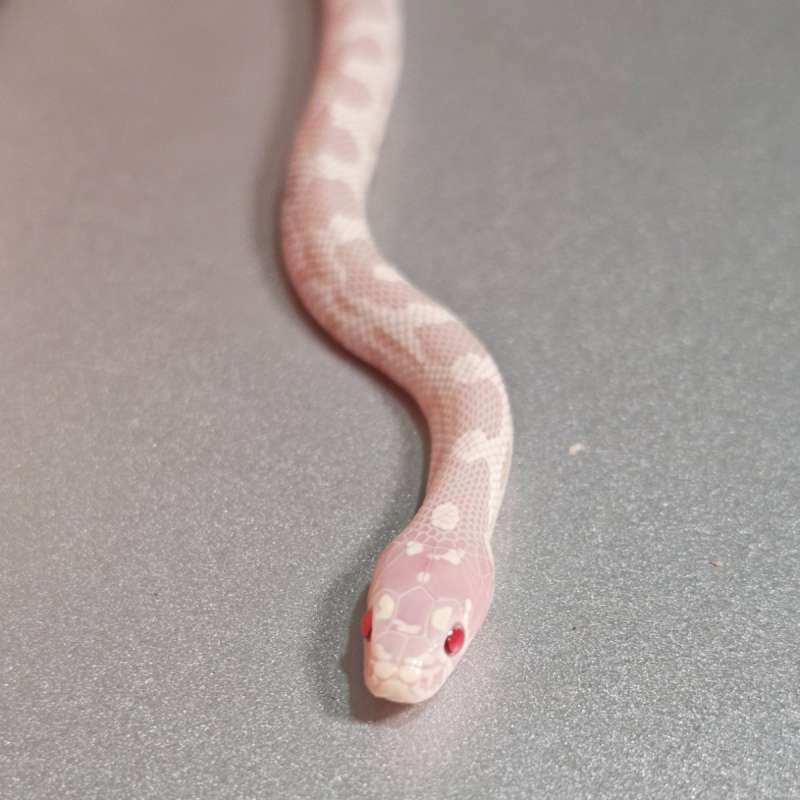 [Hybrid]F1 Junglecorn Albino