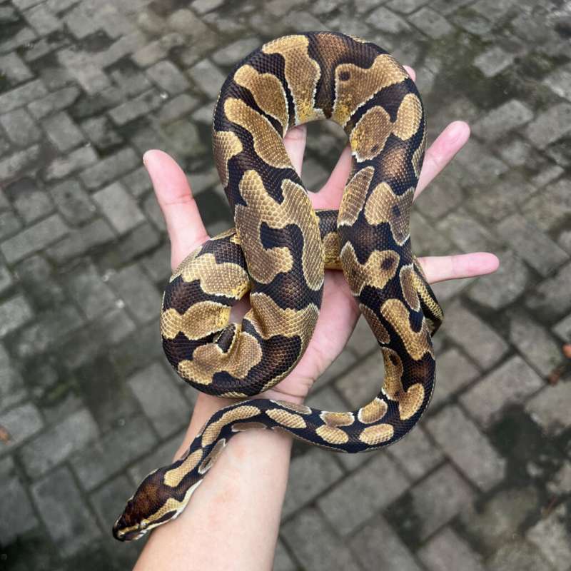 Enchi yellow belly male