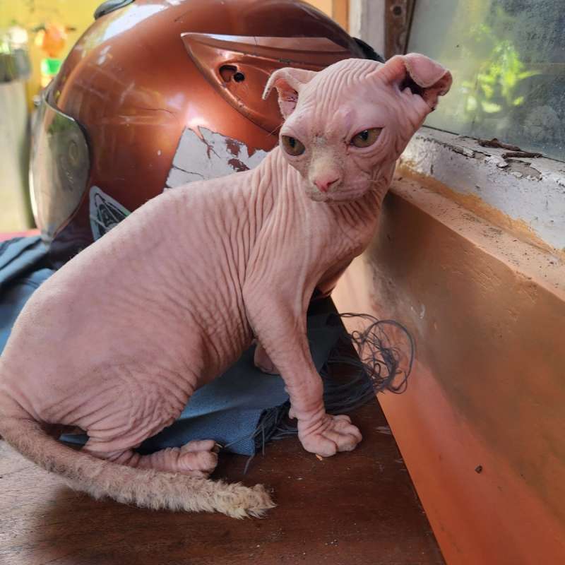 kitten levkoy..jantan