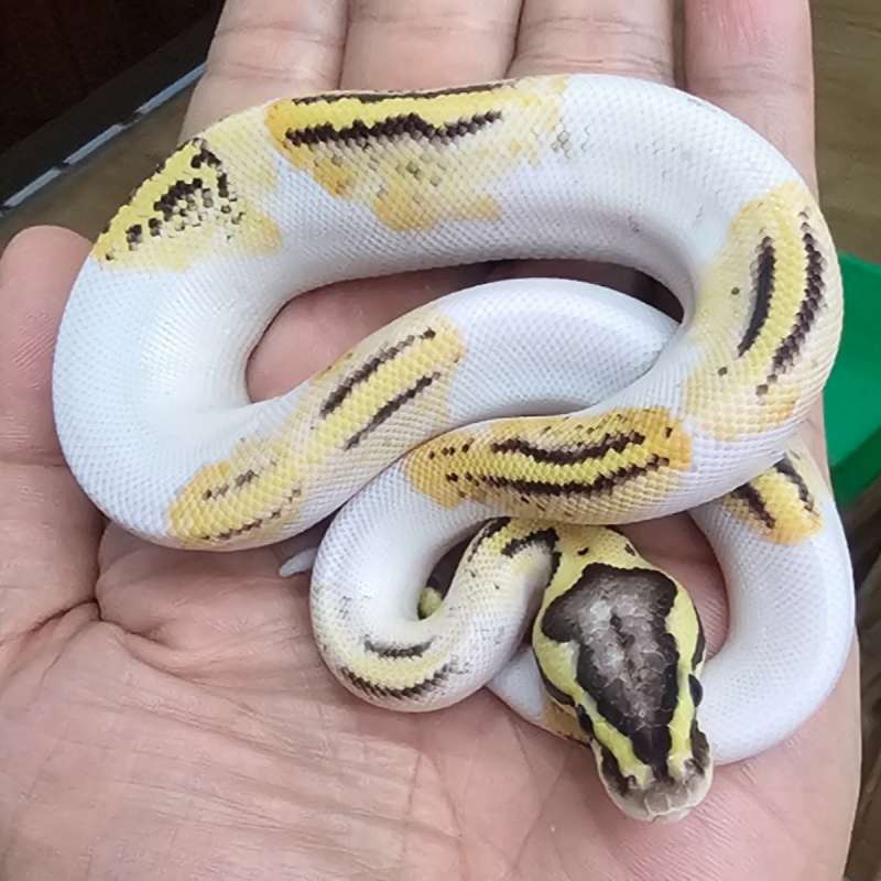 PIED FIRE PASTEL HET LAVENDER POSS HET CLOWN
