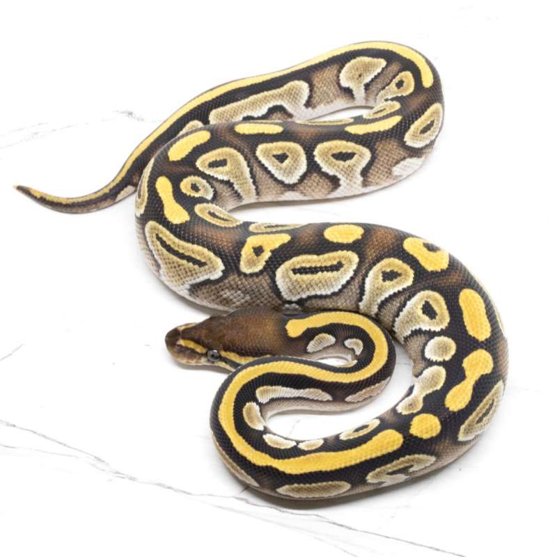 Mojave Orange Dream Double Het Hypo Pied