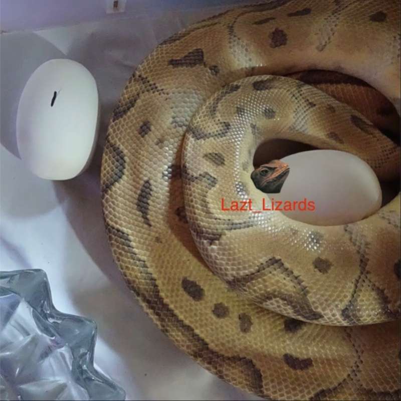 FEMALE PROVEN PASTEL CLOWN