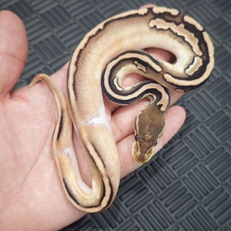 M Cinny Russo OD Het Pied pos woma (Kw Kontes)