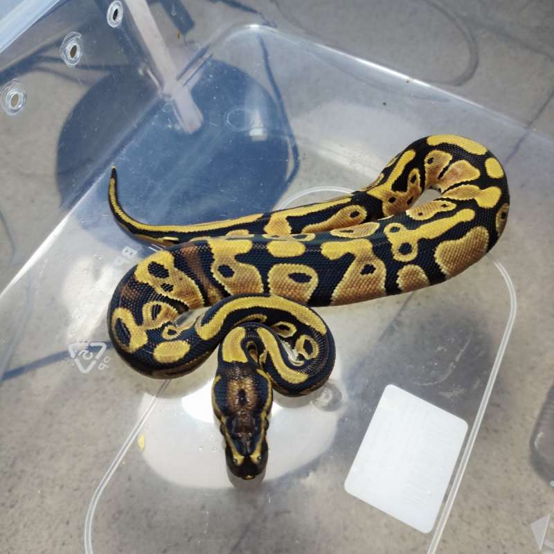 Orange dream het pied phlav