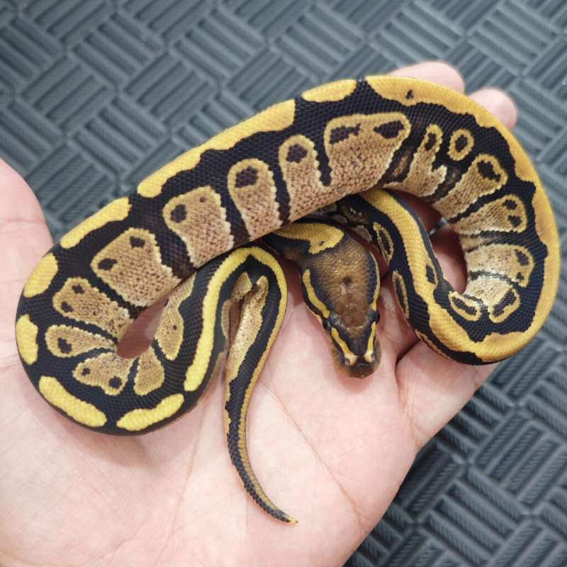 M Fire Het Tristripe