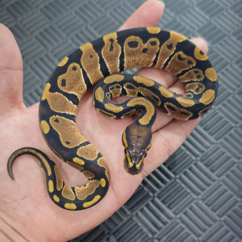 M Normal Het Tristripe