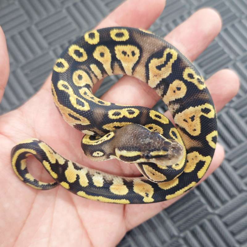 M BlackHead Pastel pos yb/Specter