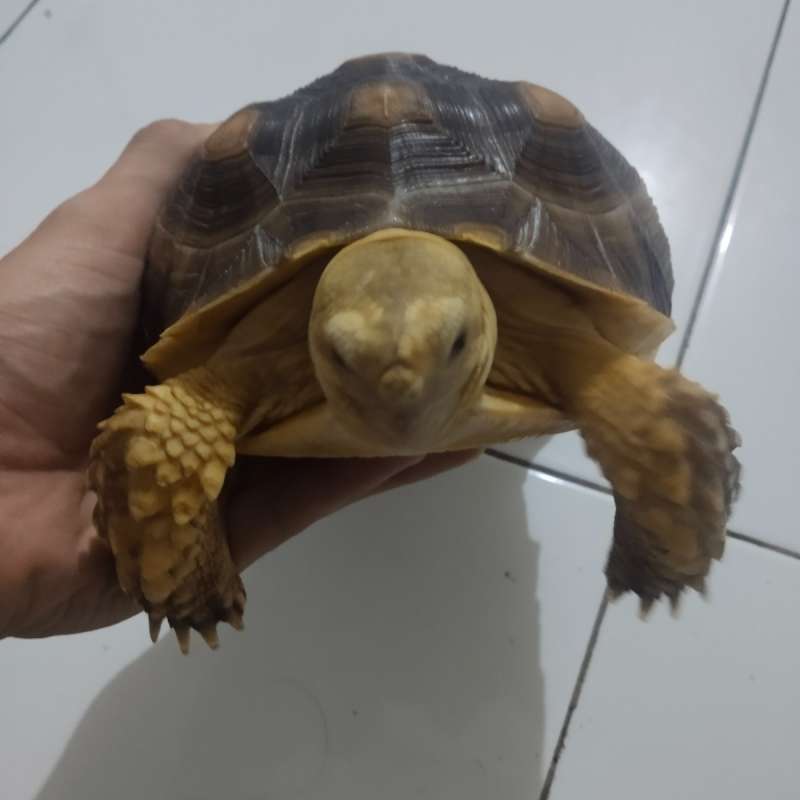 sulcata 18cm